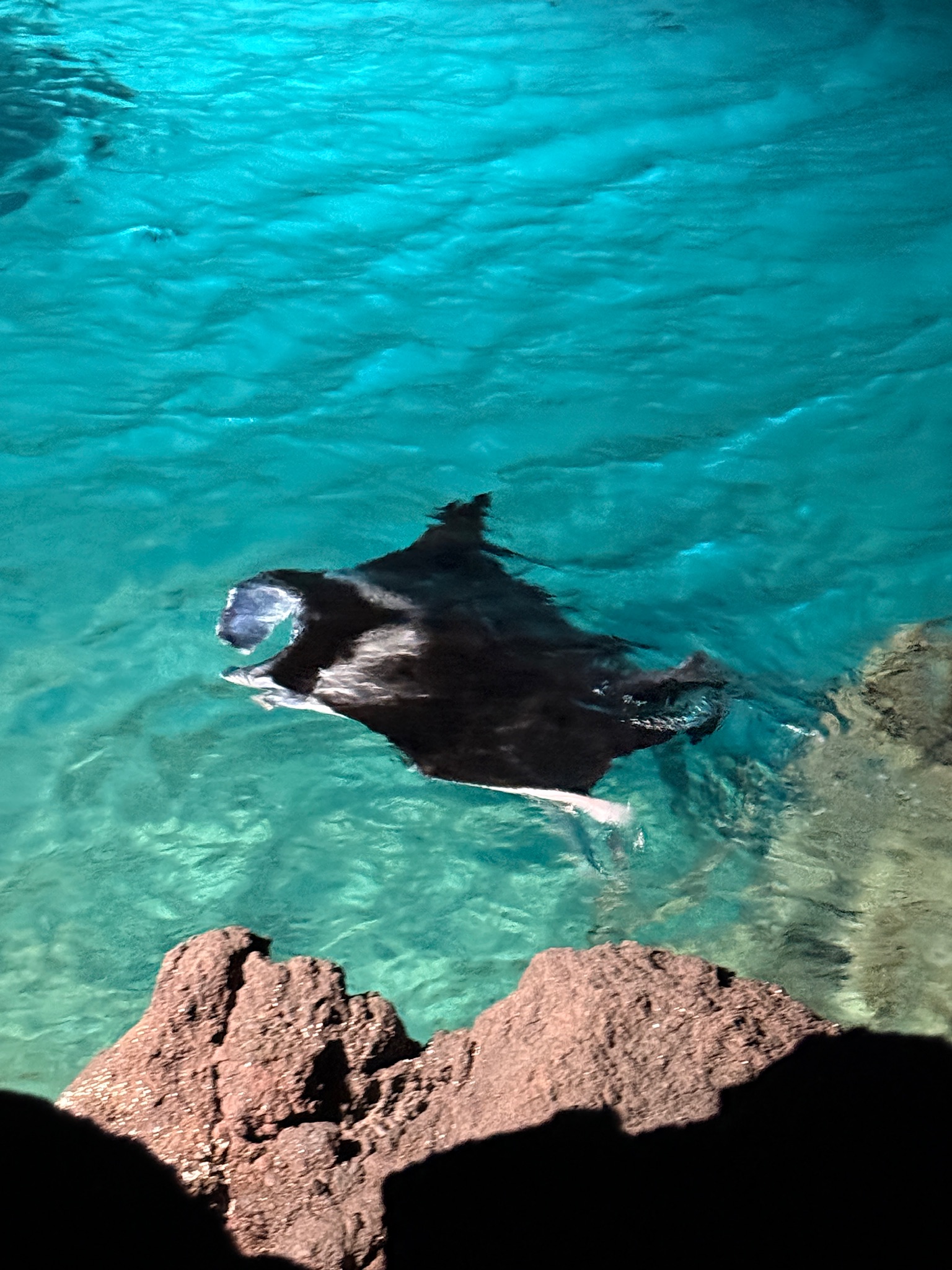 Manta